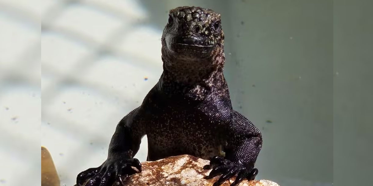 Foto: Iguanas marinas de Galápagos halladas en Guayaquil/ Cortesía