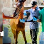 Foto: Equinos: estudiantes de INATEC realizan jornada sanitaria/TN8