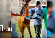Estudiantes de carreras técnicas agropecuarias desarrollan jornada de sanidad equina en Muy Muy Foto: Equinos: estudiantes de INATEC realizan jornada sanitaria/TN8