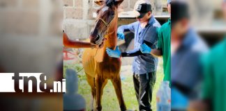Foto: Equinos: estudiantes de INATEC realizan jornada sanitaria/TN8