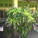 Atractiva oferta turística para celebrar el Día de las Madres en la Isla de Ometepe Foto: Atractiva oferta turística para celebrar el Día de las Madres en la Isla de Ometepe/TN8