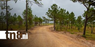 Foto: Alcaldía de Puerto Cabezas inaugura rehabilitación de 17.5 km de caminos productivos/TN8
