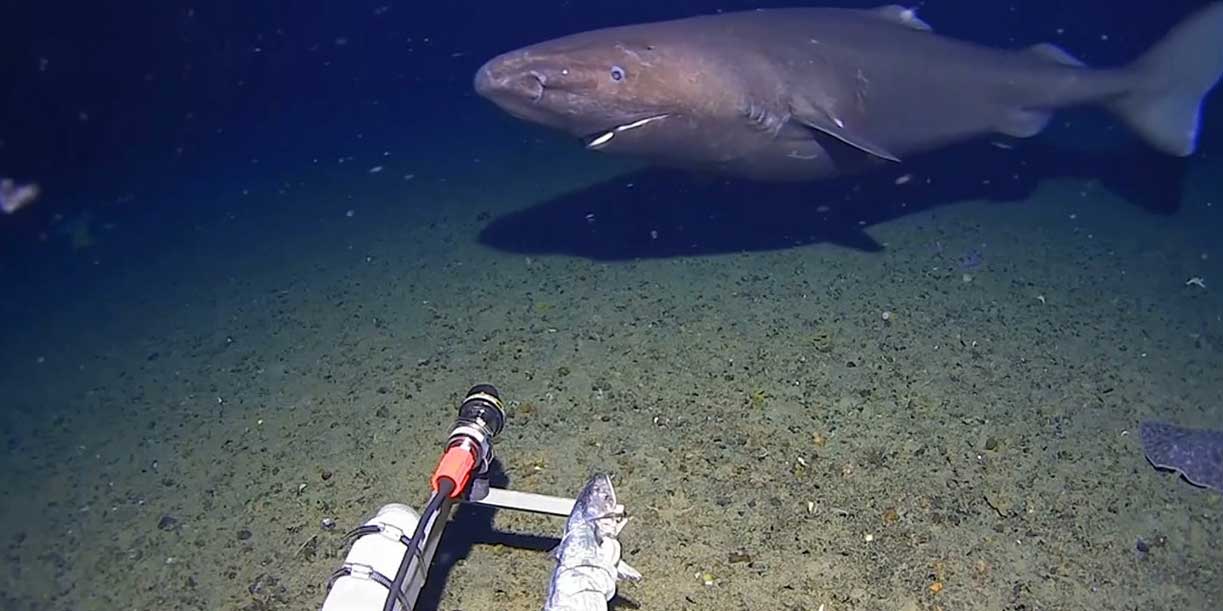 Foto: El fenómeno El Niño puede aumentar la presencia de tiburones/Cortesía