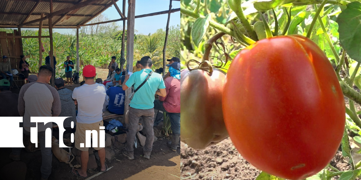 Foto: Productores fortalecen agricultura en Ometepe/TN8