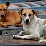 Foto: India ordena acciones drásticas ante ataques de perros callejeros /Cortesía