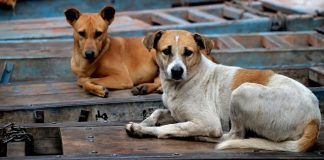 Foto: India ordena acciones drásticas ante ataques de perros callejeros /Cortesía