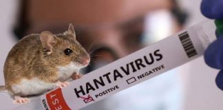 Foto: Argentina confirma 45 casos de hantavirus /Cortesía