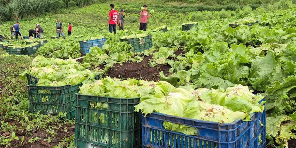 Foto: Nicaragua produce 1.1 millones de lechugas/Cortesía