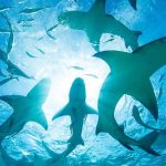 Foto: El fenómeno El Niño puede aumentar la presencia de tiburones/Cortesía
