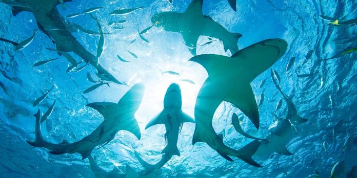Foto: El fenómeno El Niño puede aumentar la presencia de tiburones/Cortesía Foto: El fenómeno El Niño puede aumentar la presencia de tiburones/Cortesía