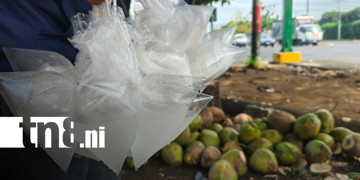 Foto: Agua de coco, el alivio natural ante el intenso calor en Managua/TN8