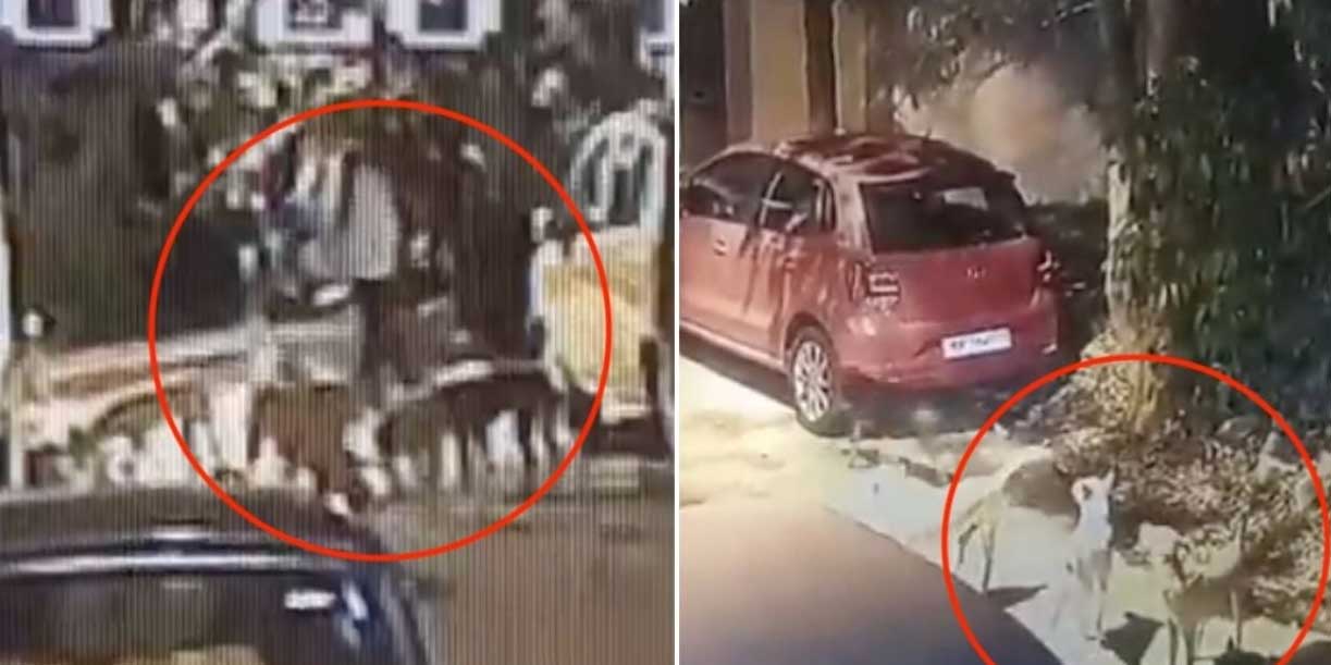 Foto:India en alerta por aumento de ataques de perros callejeros tras violento caso viral/Cortesía