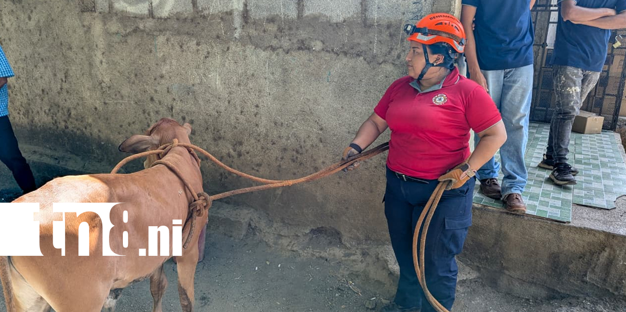 Foto: Bomberos rescatan ternero atrapado en cauce de Managua /TN8