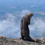 Foto: Curioso puercoespín regala increíble postal desde el Volcán San Cristóbal /Cortesía