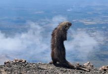 Puercoespín sorprende con espectacular visita al majestuoso Volcán San Cristóbal Foto: Curioso puercoespín regala increíble postal desde el Volcán San Cristóbal /Cortesía