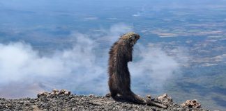 Foto: Curioso puercoespín regala increíble postal desde el Volcán San Cristóbal /Cortesía