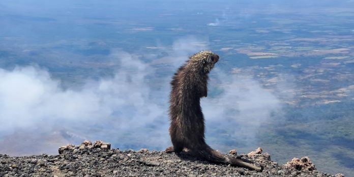Foto: Curioso puercoespín regala increíble postal desde el Volcán San Cristóbal /Cortesía