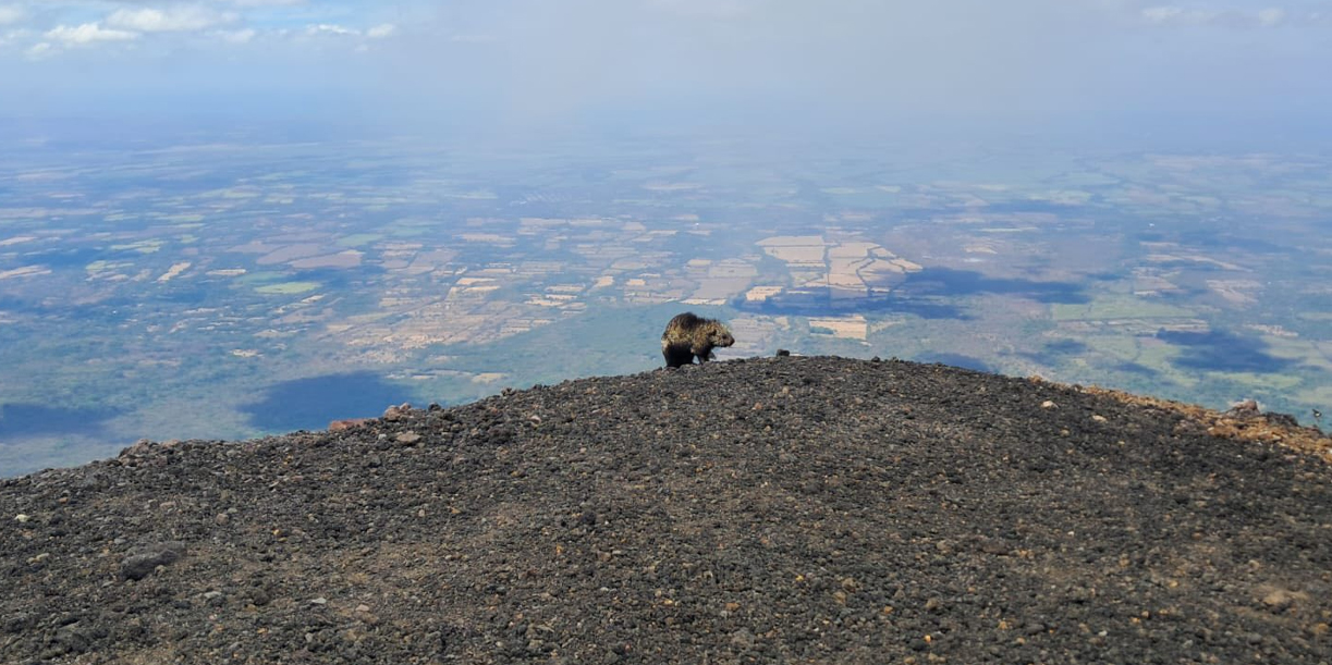 Foto: Curioso puercoespín regala increíble postal desde el Volcán San Cristóbal /Cortesía