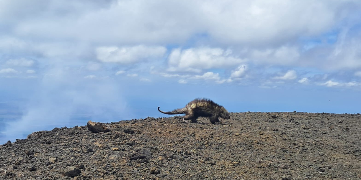 Foto: Curioso puercoespín regala increíble postal desde el Volcán San Cristóbal /Cortesía