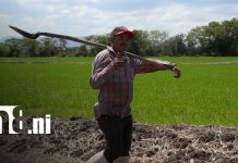 ¿En Matagalpa se cultiva zucchini? El auge productivo que diversifica el campo Foto: Diversificación de cultivos y producción en Matagalpa / TN8