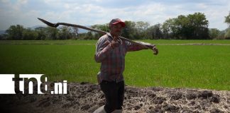 Foto: Diversificación de cultivos y producción en Matagalpa / TN8