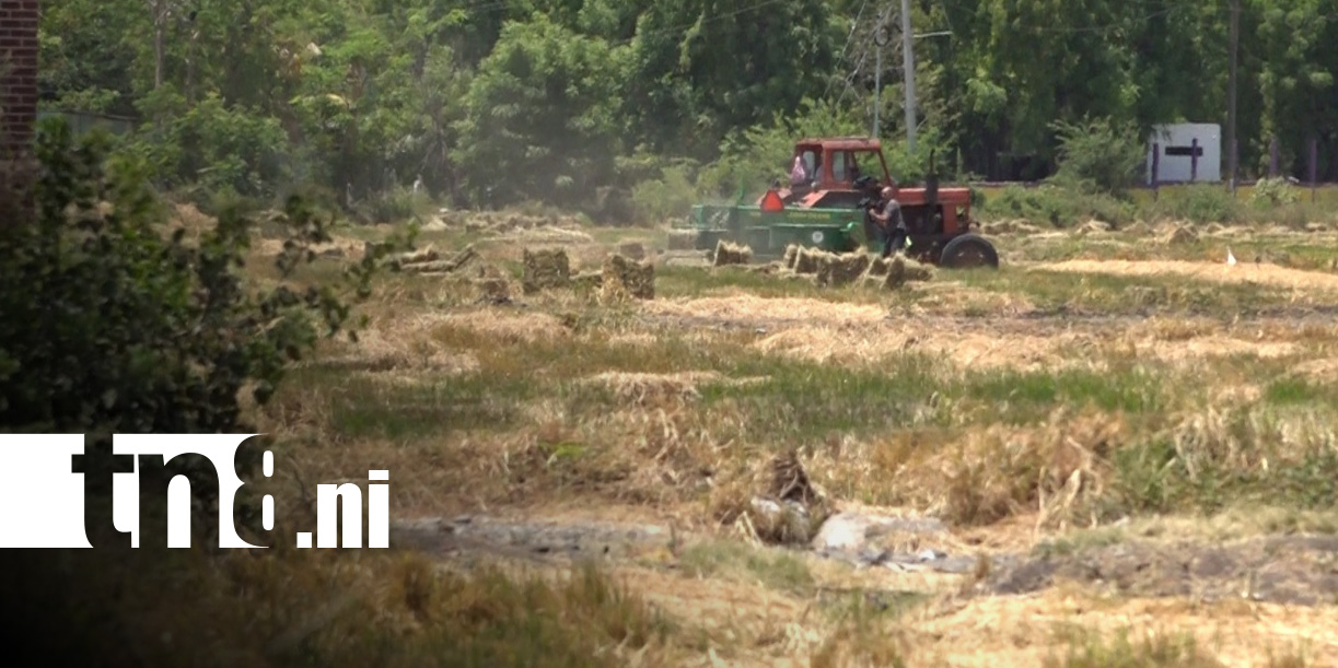 Foto: Diversificación de cultivos y producción en Matagalpa / TN8