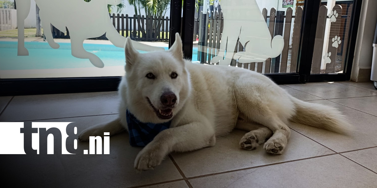 Foto: Dog Nicolás Resort, un lugar de lujo para las mascotas / TN8