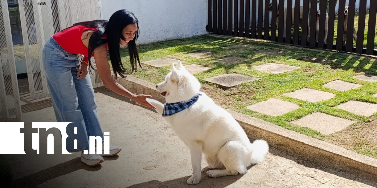 Foto: Dog Nicolás Resort, un lugar de lujo para las mascotas / TN8