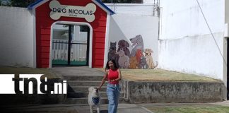 Foto: Dog Nicolás Resort, un lugar de lujo para las mascotas / TN8