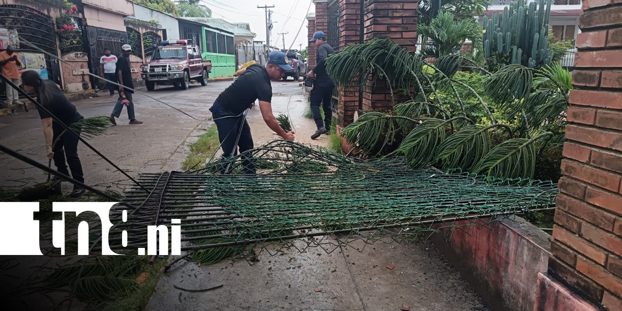 Foto: Colapso de árbol por lluvias y vientos en Bluefields / TN8