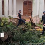 Pino colapsó por fuertes vientos y lluvias en el barrio Point Teen, en Bluefields Foto: Colapso de árbol por lluvias y vientos en Bluefields / TN8