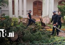 Pino colapsó por fuertes vientos y lluvias en el barrio Point Teen, en Bluefields Foto: Colapso de árbol por lluvias y vientos en Bluefields / TN8