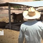 Foto: Producción ganadera en Matagalpa / TN8