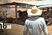 Matagalpa fortalece producción ganadera para mercados internacionales Foto: Producción ganadera en Matagalpa / TN8