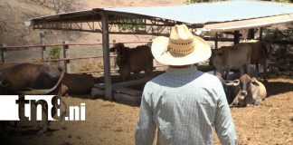 Foto: Producción ganadera en Matagalpa / TN8