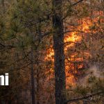 Incendios forestales afectan propiedades y bosques en comunidades de Nueva Segovia Foto: Incendios forestales en zonas de Nueva Segovia / TN8