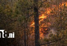 Incendios forestales afectan propiedades y bosques en comunidades de Nueva Segovia Foto: Incendios forestales en zonas de Nueva Segovia / TN8
