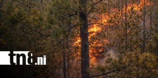Foto: Incendios forestales en zonas de Nueva Segovia / TN8