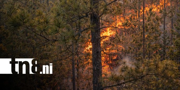 Foto: Incendios forestales en zonas de Nueva Segovia / TN8