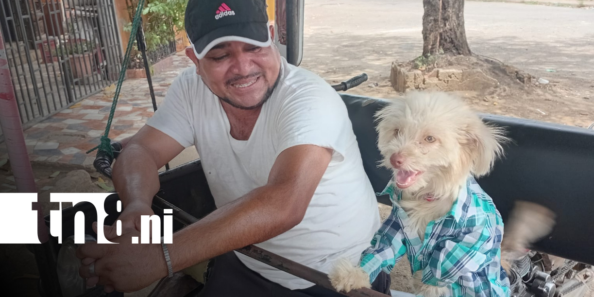 Foto: Kira, la perrita más viral de Nicaragua y fiel a su dueño caponero / TN8
