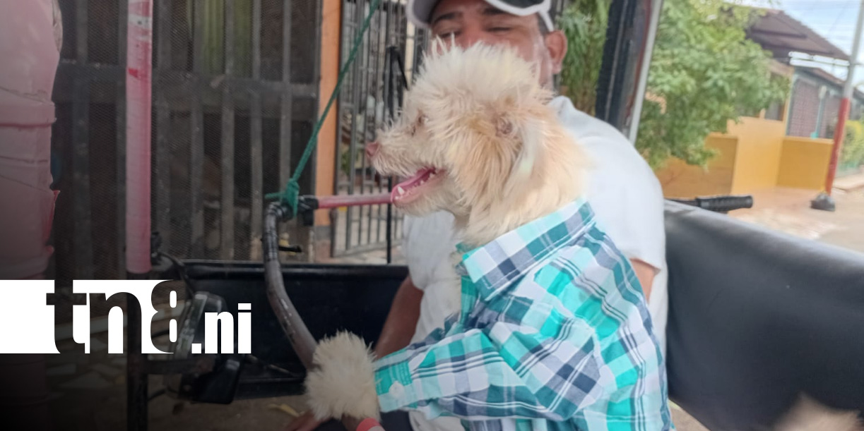 Foto: Kira, la perrita más viral de Nicaragua y fiel a su dueño caponero / TN8