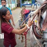 Foto: INATEC: Estudiantes Técnicos Agropecuarios desarrollan Jornada de Sanidad Equina / TN8