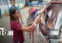 INATEC impulsa jornada de sanidad equina en mercados de Nicaragua Foto: INATEC: Estudiantes Técnicos Agropecuarios desarrollan Jornada de Sanidad Equina / TN8
