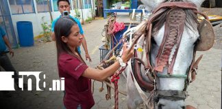 Foto: INATEC: Estudiantes Técnicos Agropecuarios desarrollan Jornada de Sanidad Equina / TN8