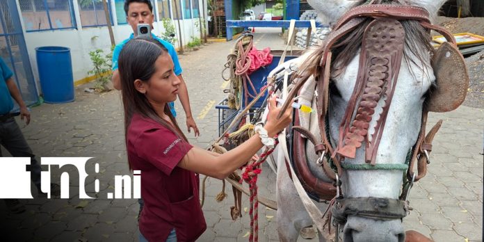 Foto: INATEC: Estudiantes Técnicos Agropecuarios desarrollan Jornada de Sanidad Equina / TN8