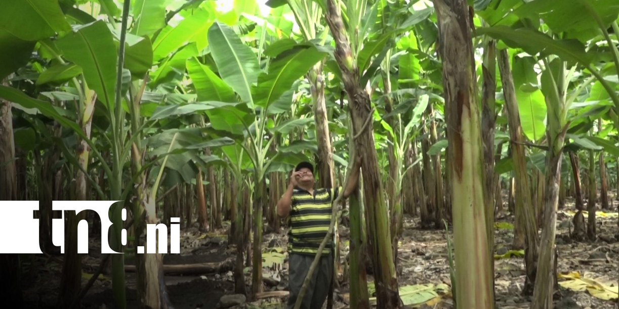 Foto: Producción de plátano en Ometepe / TN8