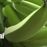 Curso especializado en Ometepe para sacarle más provecho al plátano Foto: Producción de plátano en Ometepe / TN8