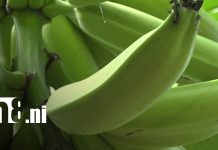 Curso especializado en Ometepe para sacarle más provecho al plátano Foto: Producción de plátano en Ometepe / TN8