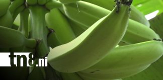 Foto: Producción de plátano en Ometepe / TN8