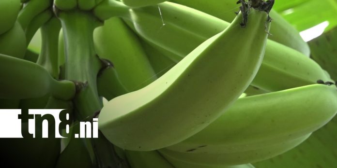Foto: Producción de plátano en Ometepe / TN8